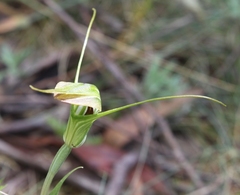 Pterostylis decurva