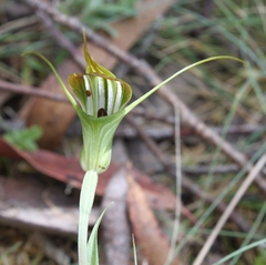 Pterostylis decurva