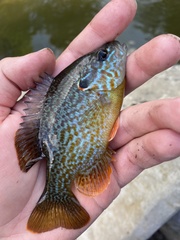 Lepomis gibbosus × cyanellus