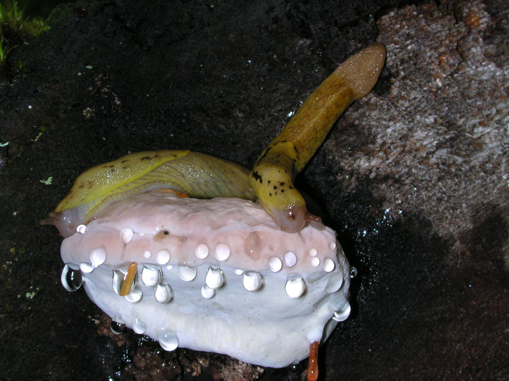 yellow-bordered taildropper