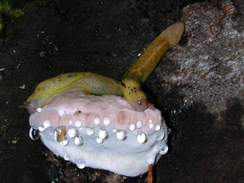 yellow-bordered taildropper