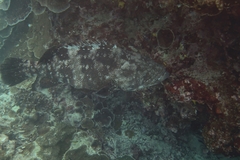 Epinephelus malabaricus