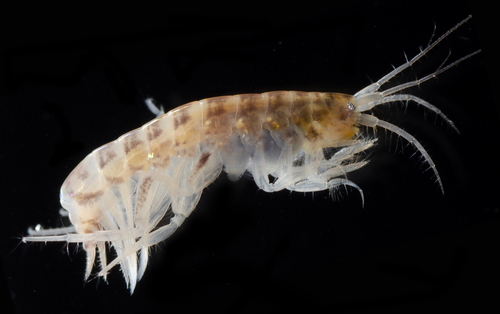 Protomedeia prudens