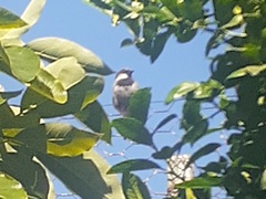 Passer domesticus