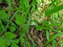 Tiarella austrina