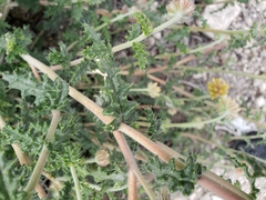Cevallia sinuata