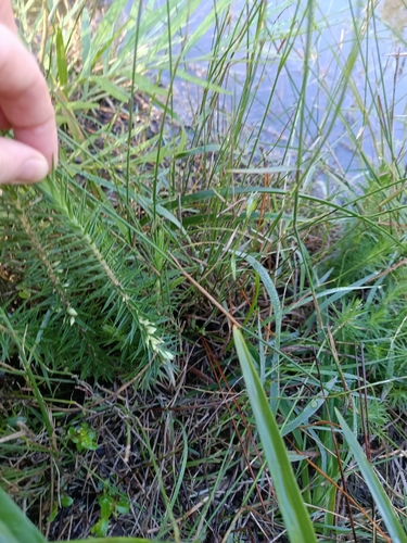 Image of Melichrus adpressus by (c) ainsley_isme, some rights reserved (CC BY)