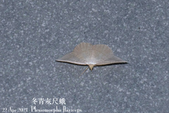 Plesiomorpha flaviceps