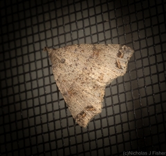 Lithilaria proestans