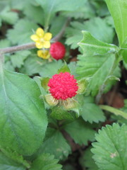 Potentilla hebiichigo