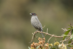 Ampelion rubrocristatus