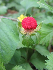 Potentilla hebiichigo