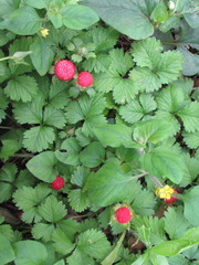 Potentilla hebiichigo