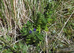 Veronica benthamii
