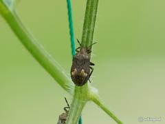 Megymenum brevicorne