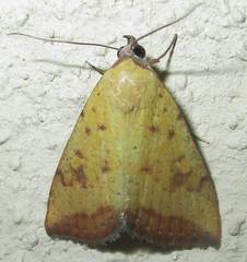 Phytometra subflavalis
