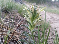 Castilleja sessiliflora