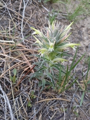 Castilleja sessiliflora