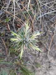 Castilleja sessiliflora