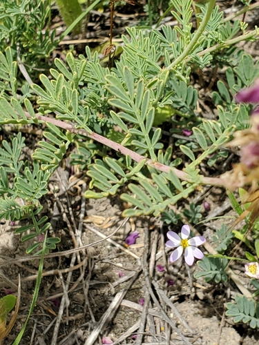 Image of Dalea lasiathera by (c) Jo Roberts, some rights reserved (CC BY)