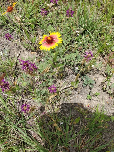 Image of Dalea lasiathera by (c) Jo Roberts, some rights reserved (CC BY)