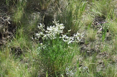 Astragalus conjunctus