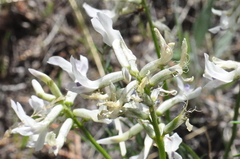 Astragalus conjunctus