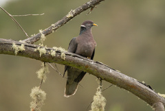 Patagioenas fasciata