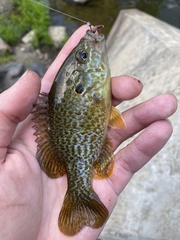 Lepomis gibbosus × cyanellus