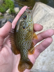 Lepomis gibbosus × cyanellus