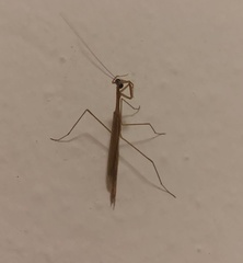 Musonia remota