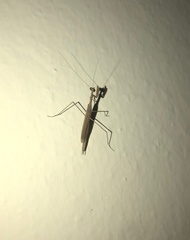 Musonia remota