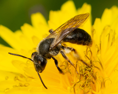 Andrena rufosignata