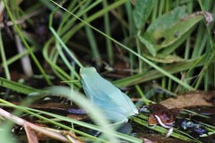 Sphaenorhynchus lacteus