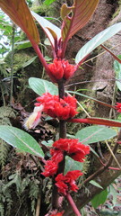 Glossoloma ichthyoderma