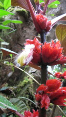 Glossoloma ichthyoderma