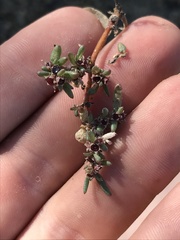 Trianthema portulacastrum