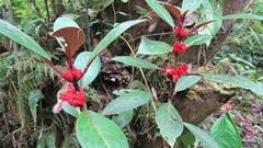 Glossoloma ichthyoderma