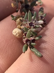 Trianthema portulacastrum