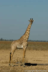 Giraffa camelopardalis thornicrofti