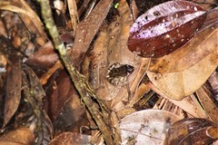 Leptodactylus wagneri