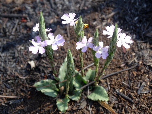 Wheatspike scalystem (Elytraria bromoides)