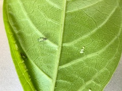 Hyperomyzus lactucae