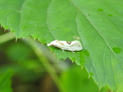 Aethes angustana