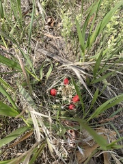 Escobaria missouriensis missouriensis