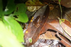 Hamptophryne boliviana