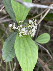 Viburnum sempervirens