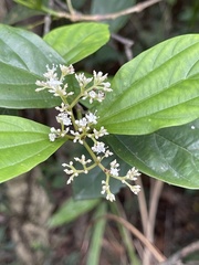 Viburnum sempervirens