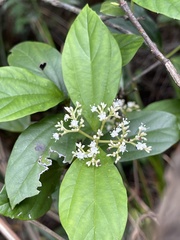 Viburnum sempervirens