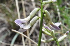 Astragalus conjunctus
